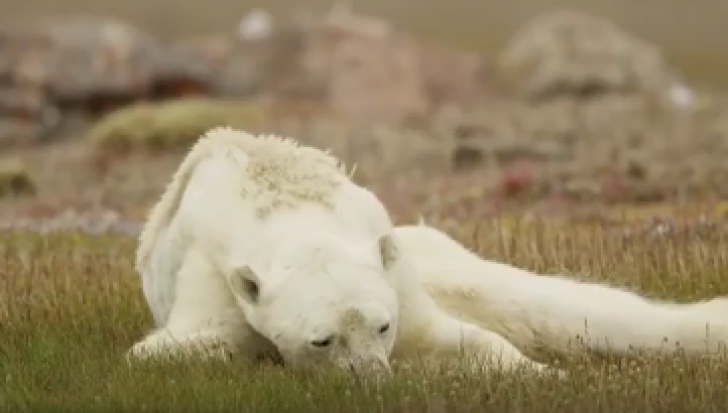SFÂȘIETOR: Urs polar în agonie, dovada că poluarea ucide în chinuri (VIDEO)