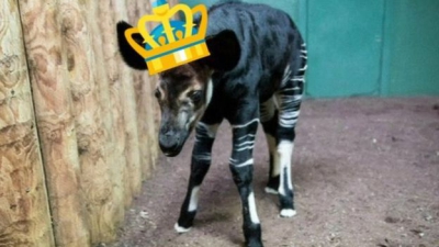 "Prinţesa" de la Zoo - un pui de okapi, botezat cu numele logodnicei Prinţului Harry