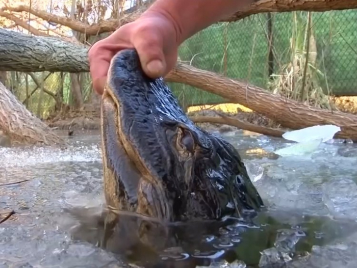 Aligatori prinși în gheață în Carolina de Nord