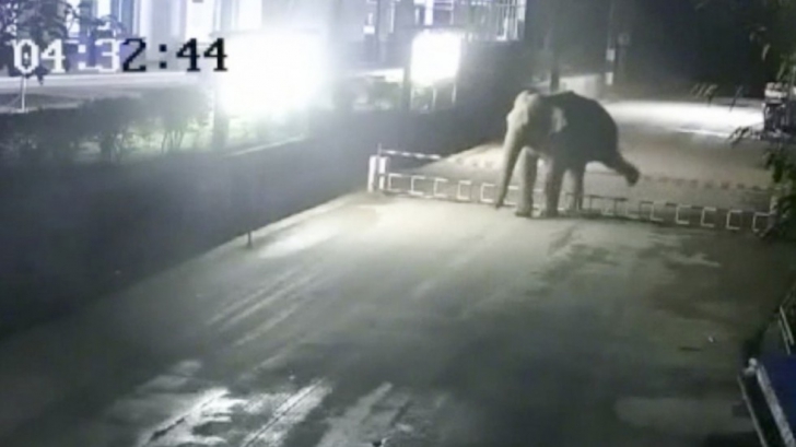 "Vacanţa" unui elefant - a fost surprins de camere în timp ce trecea graniţa din China în Laos