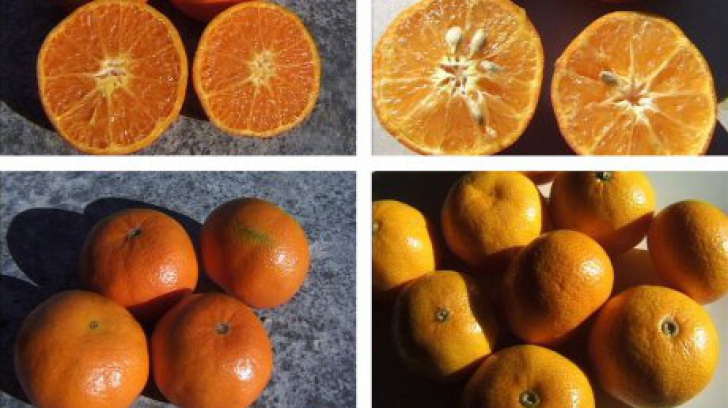 Care este, de fapt, diferenţa dintre mandarine si clementine? 