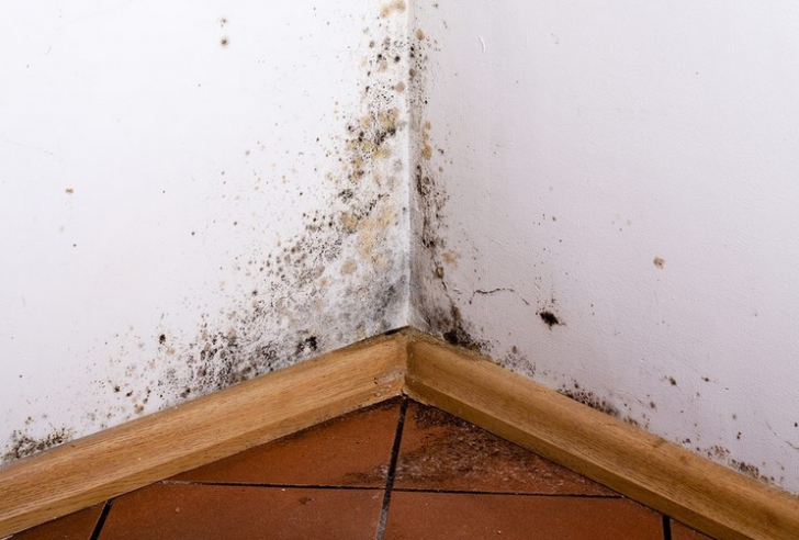 Mucegaiul din locuinţe - la ce boli eşti expus şi cum poţi scăpa de el