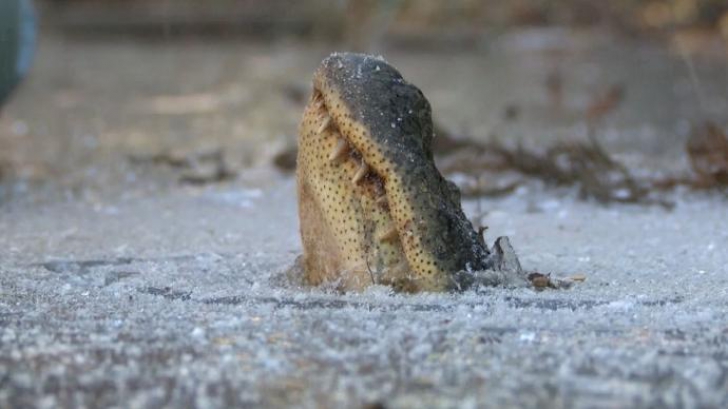Aligatori prinși în gheață în Carolina de Nord