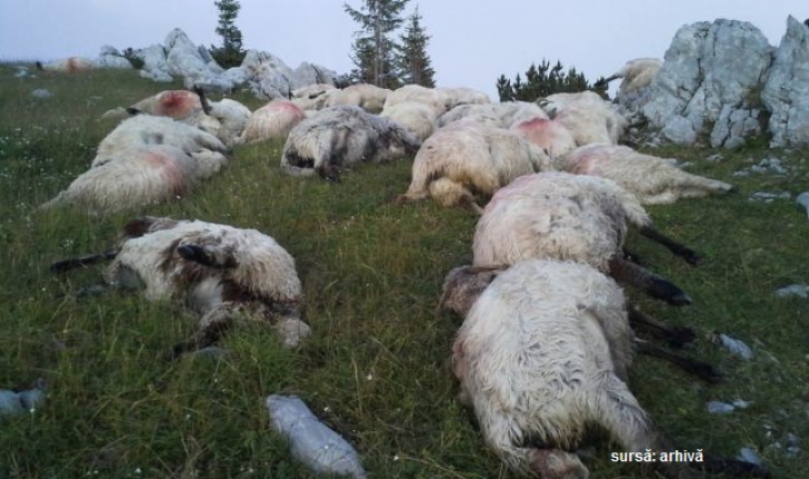 Măcel printre oi: un urs uriaş a ucis zeci de animale, în zona Râşnov