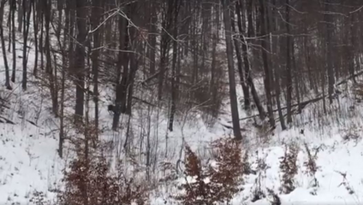 O scenă spectaculoasă filmată într-o pădure din România face valuri pe Facebook