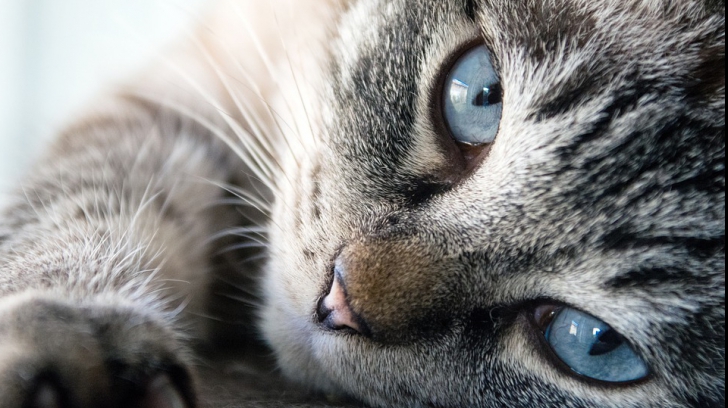 Șapte lucruri surprinzătoare, pe care nu le știai, despre pisici