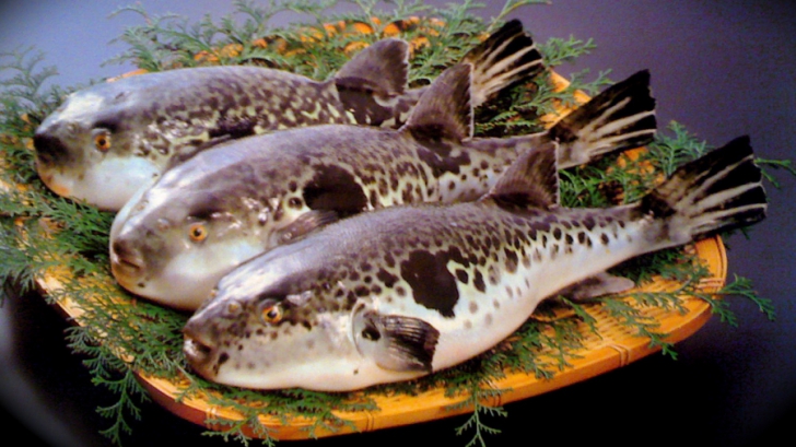 Avertizarea autorităților: cel mai periculos pește care poate cauza moartea este pus la vânzare!