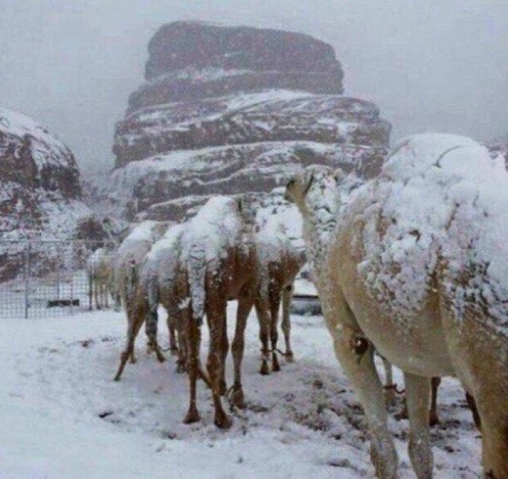 Fenomen rar - a nins în Arabia Saudită