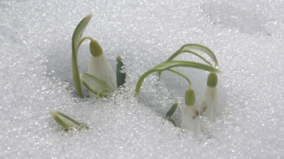 Nu a mai nins de 1 martie de 53 de ani! Când au fost ierni grele din istoria României