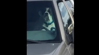 Un câine cu atitudine! Lăsat în maşină, şi-a claxonat stăpânul minute în şir