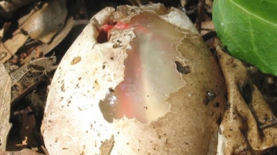 A găsit acest ou ciudat în grădină. Când a văzut ce iese din el, a înlemnit!
