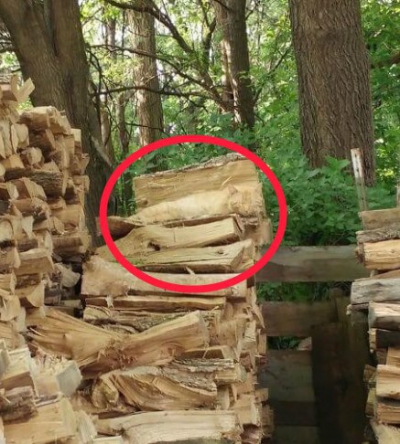 Provocarea zilei: Găseşte pisica din această imagine!