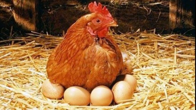 Ce ţară europeană vrea interzicerea unui anumit tip de ouă de găină