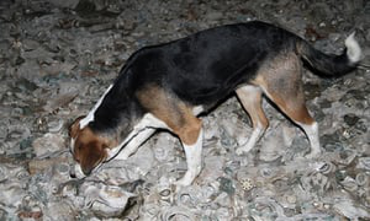 Câinii de la Cernobîl. FOTO: Solo East