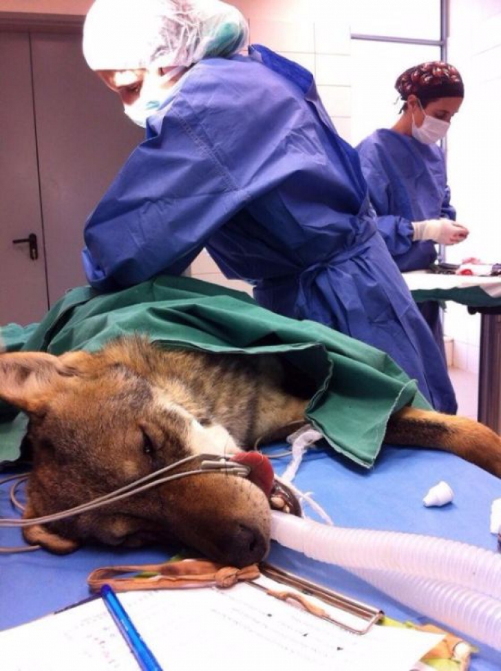 A găsit, într-un şanţ, un câine rănit şi l-a dus la veterinar. Medicul, şocat: "Aoleu, nu e câine!"