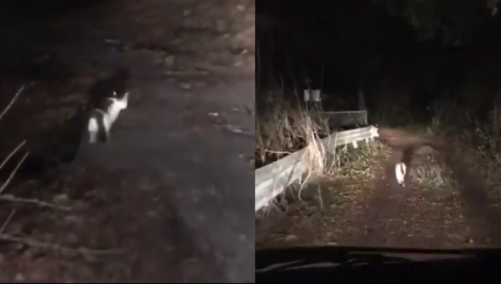 Pisica de care s-a îndrăgostit internetul: unde a condus doi oameni rătăciți, noaptea, în pădure