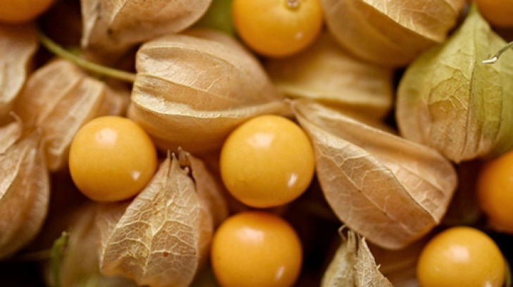 Ce sunt fructele Physalis și cum să le folosești? 