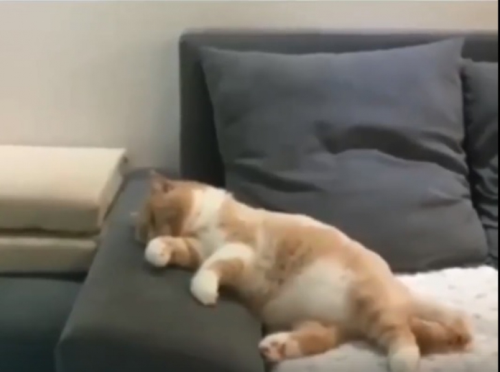 Video adorabil. Această pisică doarme, dar iată cum face când tresare din somn
