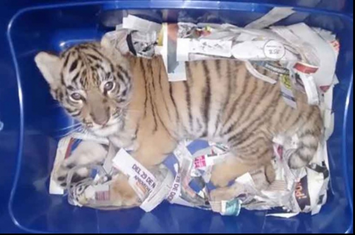 Descoperire bizară într-un colet expediat prin poşta rapidă: un pui de tigru bengalez