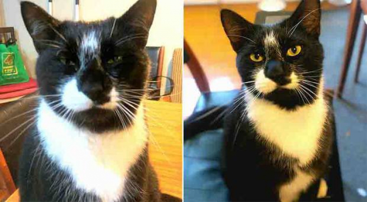 O pisică a provocat o ceartă între doi îndrăgostiţi, după ce a furat lenjeria unei vecine