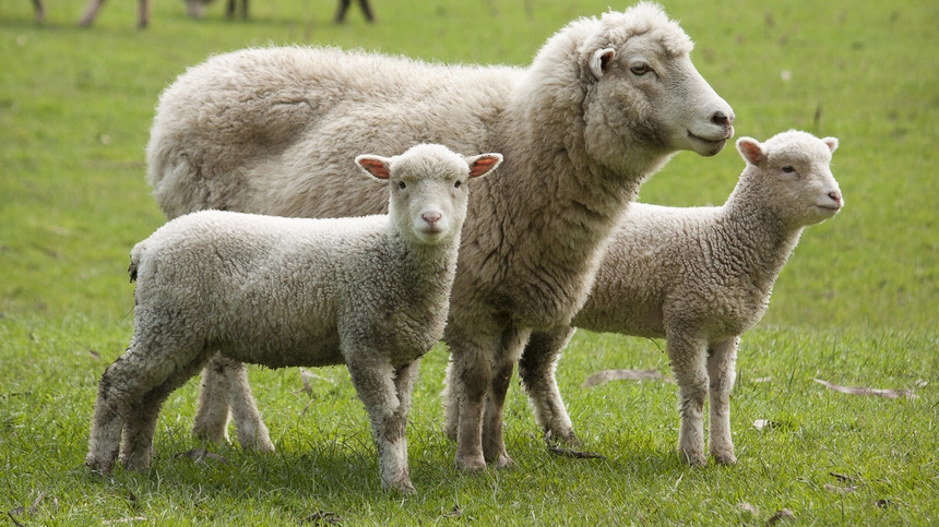 Țara în care sunt prea multe oi și fermierii au început să le dea gratis