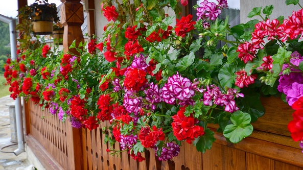 Cum îngrijești mușcatele pe timpul verii. Ce trebuie și ce NU ai voie să faci