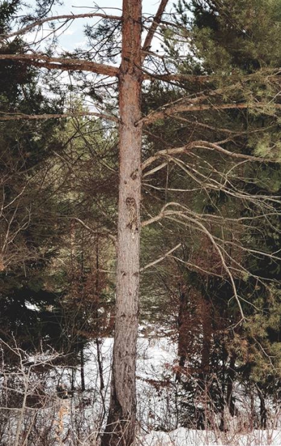 Poza fantastică făcută într-o pădure din România. Găsește animalul ascuns în cadru!