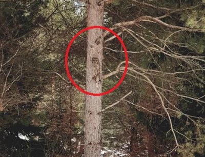 Poza fantastică făcută într-o pădure din România. Găsește animalul ascuns în cadru!