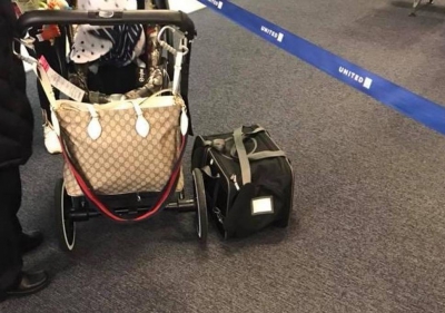 Un câine a fost găsit mort la aterizarea avionului. Oamenii au rămas fără cuvinte. Ce s-a petrecut