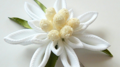 FLOAREA-DE-COLȚ// Floarea reginei, aniversată de Google. Descoperă misterele acestei plante dorite