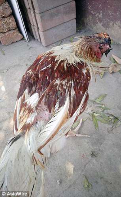 Un pui de găină decapitat continuă să trăiască. Specialiștii nu înțeleg. Cum arată!