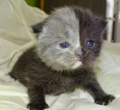 S-a născut cu ”două fețe”, spre uimirea stăpânei. Acum e probabil cea mai frumoasă pisică din lume