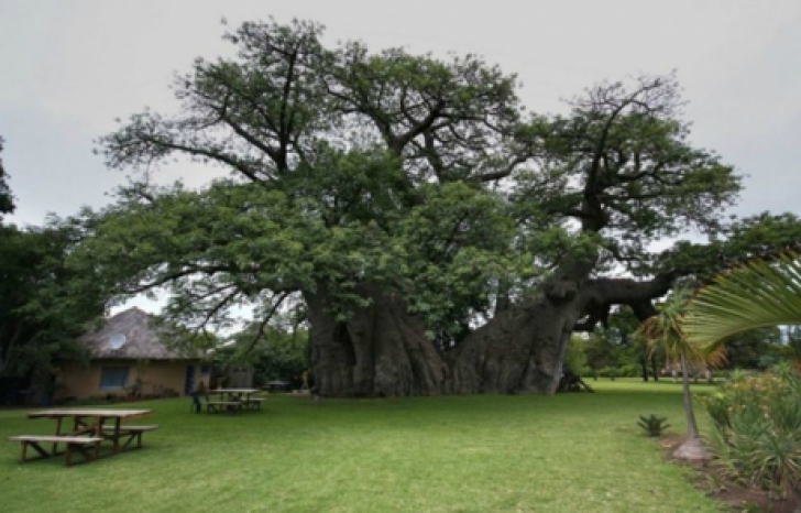 Copacul de 1000 de ani, cu o uşă în el, care ascunde ceva senzaţional în interior