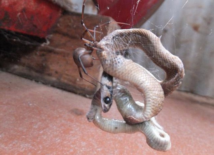 Momentul terifiant în care un şarpe, prins în pânza mortală a unui păianjen, este devorat