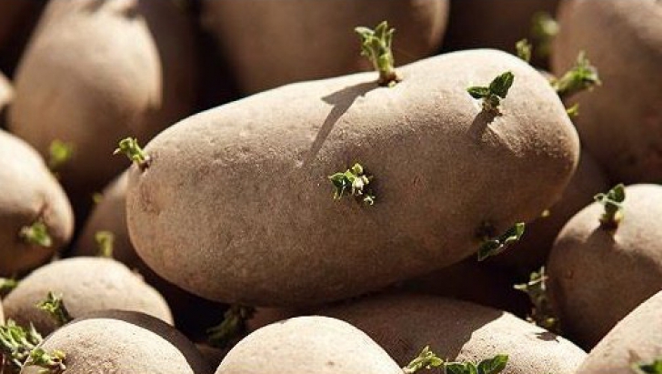 Cultivarea cartofilor: când și cum se face plantarea tuberculilor încolțiți