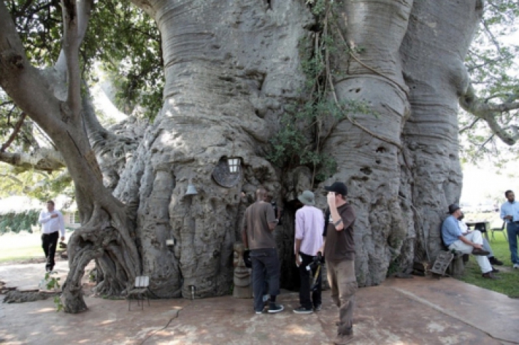 Copacul de 1000 de ani, cu o uşă în el, care ascunde ceva senzaţional în interior