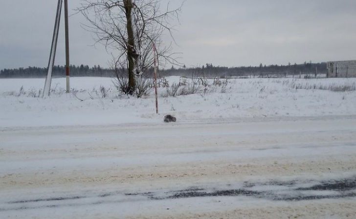 Pe marginea drumului a văzut o mogâldeață înghețată. A luat-o acasă, iar când s-a dezghețat..MINUNE!