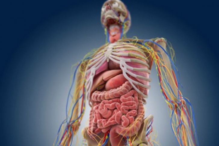 Un organ nou a fost identificat în corpul uman. Joacă un rol crucial în răspândirea cancerului