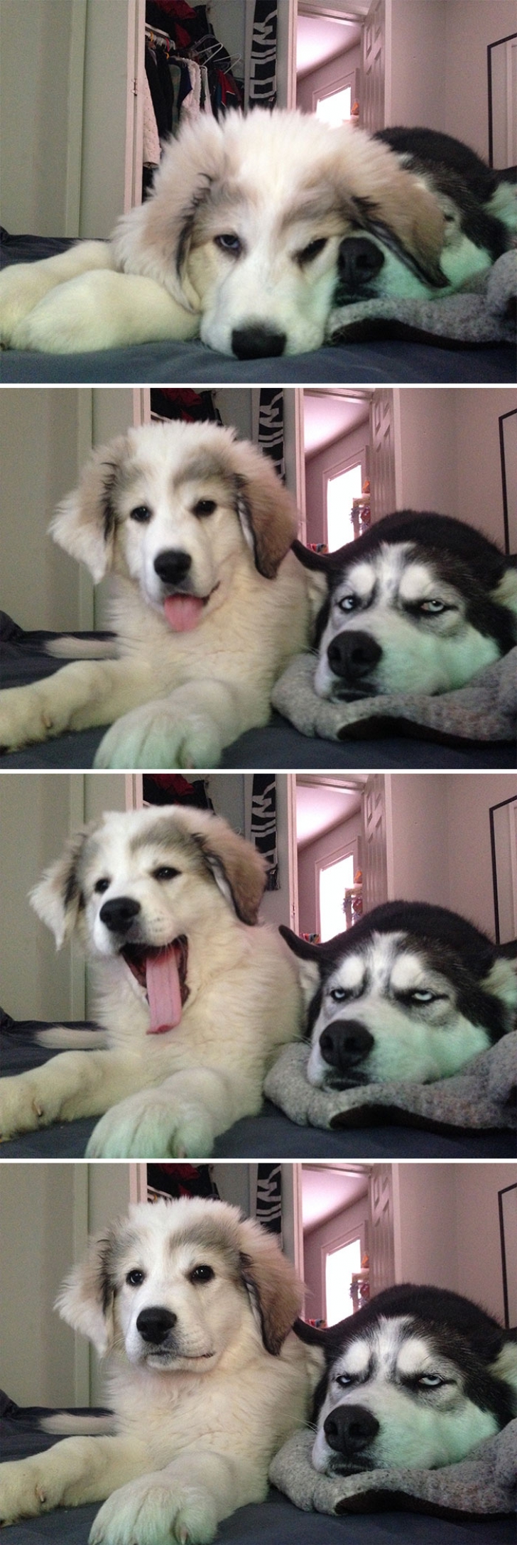 Cele mai amuzante reacții de Husky. N-ai cum să nu zâmbești