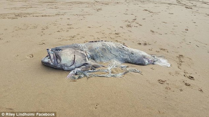 Creatură marină uriaşă descoperită pe o plajă din Australia
