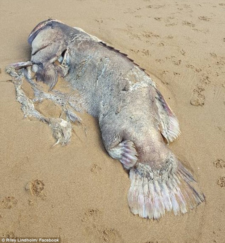 Creatură marină uriaşă descoperită pe o plajă din Australia