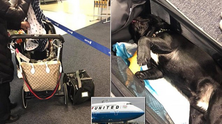 Un câine a fost găsit mort la aterizarea avionului. Oamenii au rămas fără cuvinte. Ce s-a petrecut