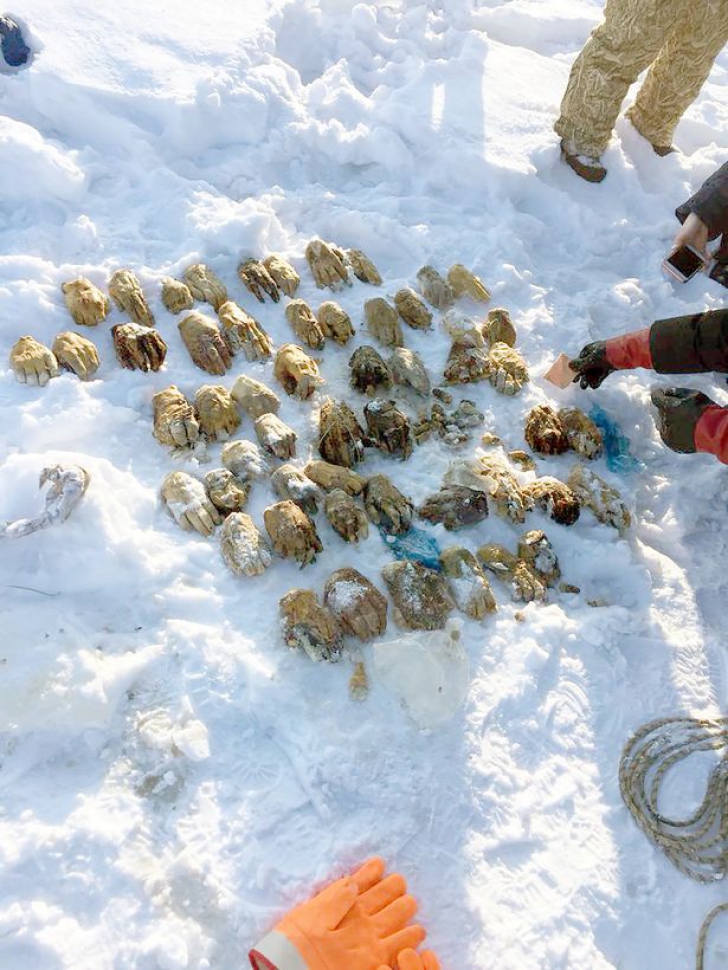 Macabru: 54 de mâini tăiate, descoperite într-un râu îngheţat. Ce s-a întâmplat, de fapt, acolo?
