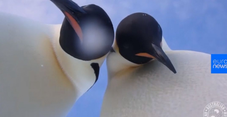 IMAGINE RARĂ: Doi pinguini își fac selfie 