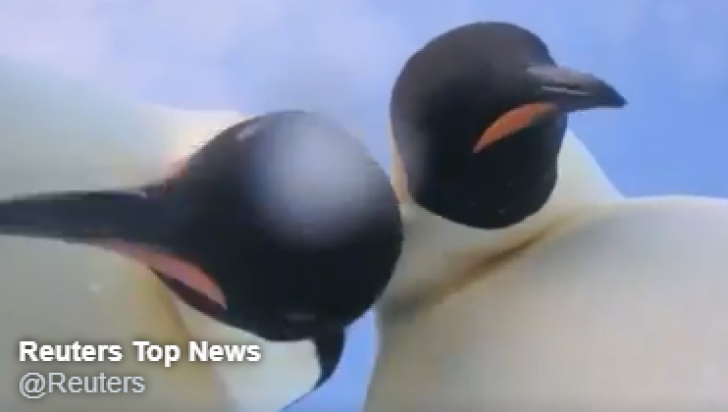 Pinguinii selfie au devenit vedete. Imposibil să nu-ţi placă! 