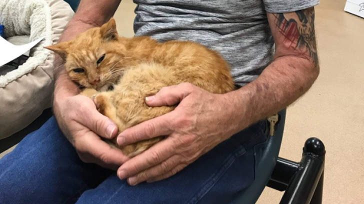 S-a întors acasă după 14 ani. Cum a reuşit această pisică să supravieţuiască în timpul unui...