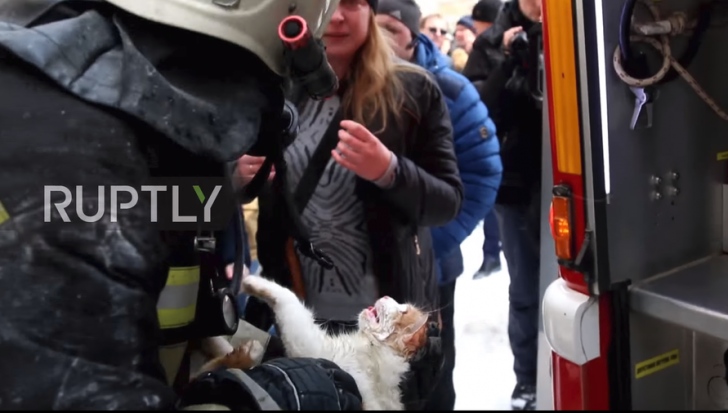 Miracolul din Rusia. O pisică, readusă la viaţă de către pompieri, în urma unui incendiu