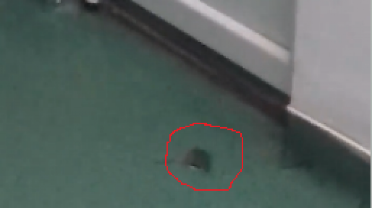 Imagini şocante la un spital din Craiova, un şoarece se plimbă pe lângă paturile copiilor (VIDEO)
