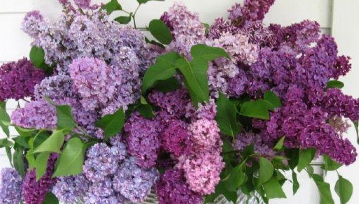 Tratamente naturiste cu flori şi frunze de liliac. Vindecă sute de boli