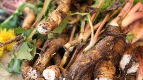 Rădăcina care tratează numeroase afecțiuni. Este considerată o buruiană, deși este un adevărat panaceu. Este cel mai bun remediu pentru detoxifierea ficatului